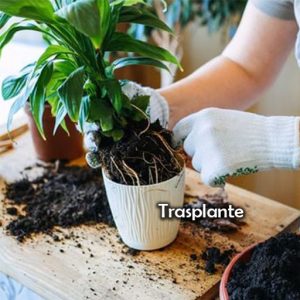 TRASPLANTE